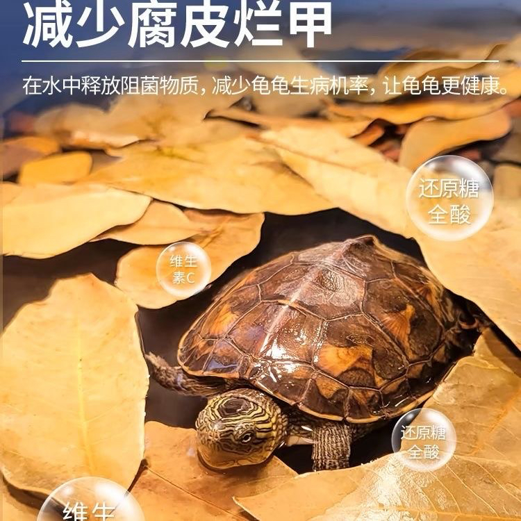 乌龟避暑新宠：龙眼叶皮造景与水质调节妙招