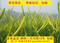 Yellow cauliflower seedling Edible yellow cauliflower seedling 50 strains 18 yuan Golden cauliflower seedling Yellow cauliflower root seedling