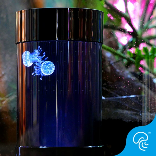 Цилиндр Профессиональная медуза Рыба Танка Рыба Танка Haiyue Красная луна Цвет Черри Мулизы на рабочем столе цилиндр аквариум живой тел цилиндр C8