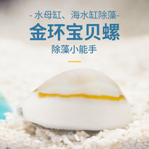 Seawater algae snail Golden Ring baby snail Phnom Penh snail eating silk hair algae brown algae green algae tool snail sea tank cleaner