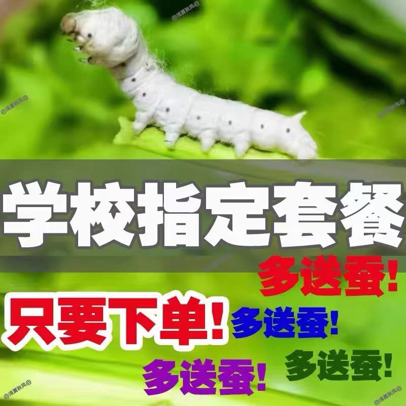 蚕宝宝学生养蚕套装:开启你的小小科学家之旅!🐛 -蚕宝宝-淘宝百科网