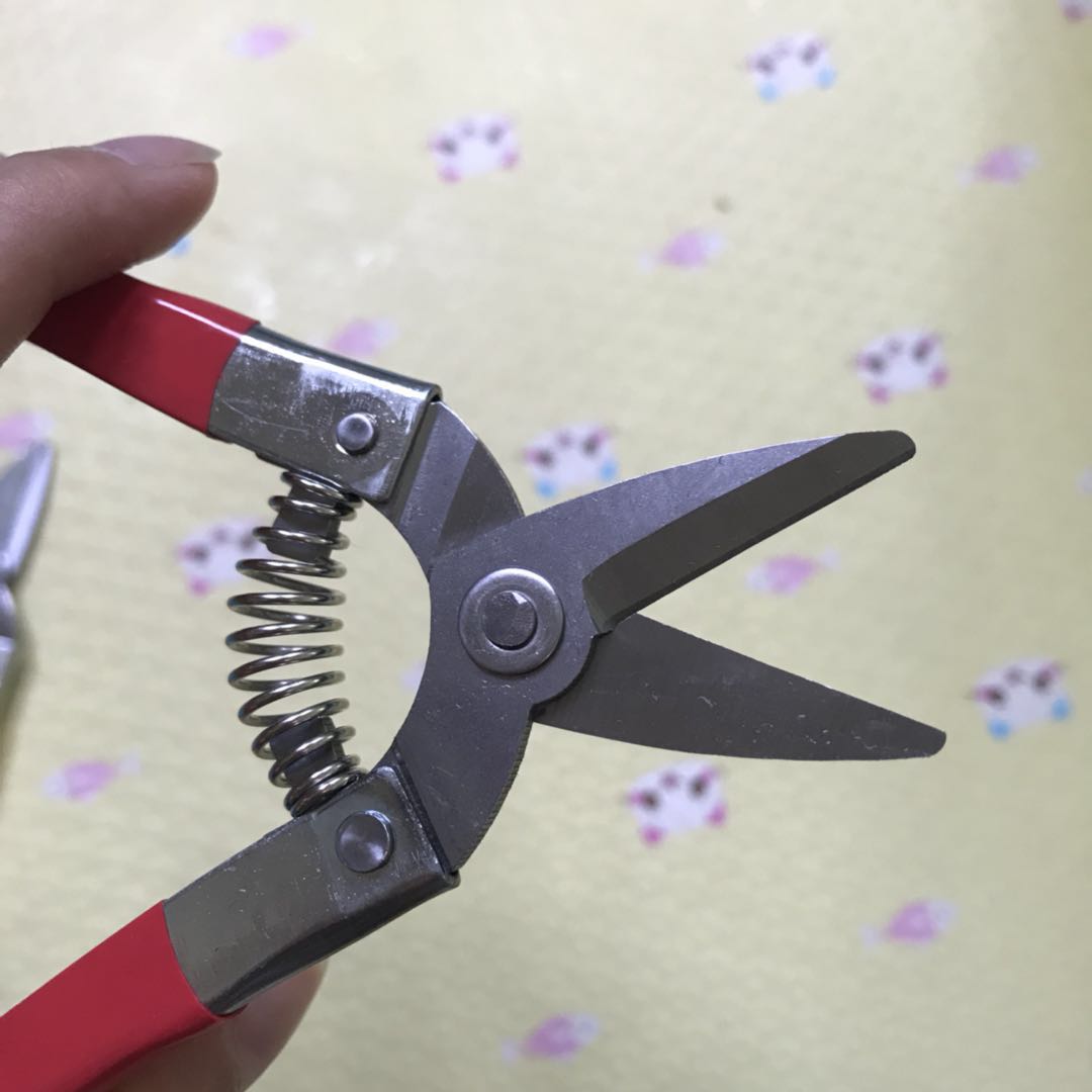 Stainless steel fruit picking scissors citrus scissors round head scissors citrus scissors fruit scissors flat head straight head fruit picking scissors