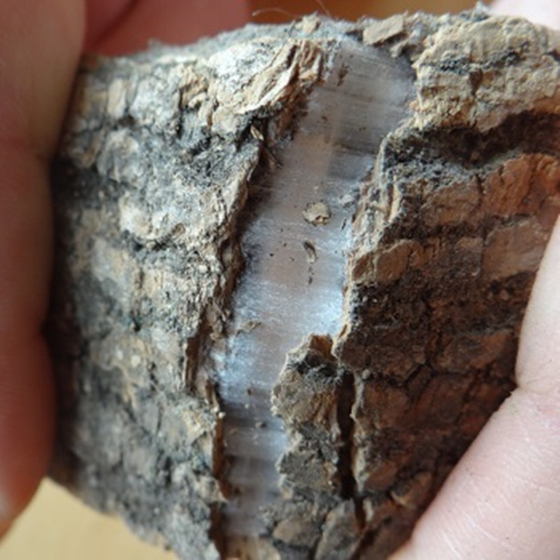 Eucommia skin Deep mountain wild old tree thick skin 1 kg dry goods sitting on the moon Eucommia stewed soup Bubble wine bubble Eucommia tea