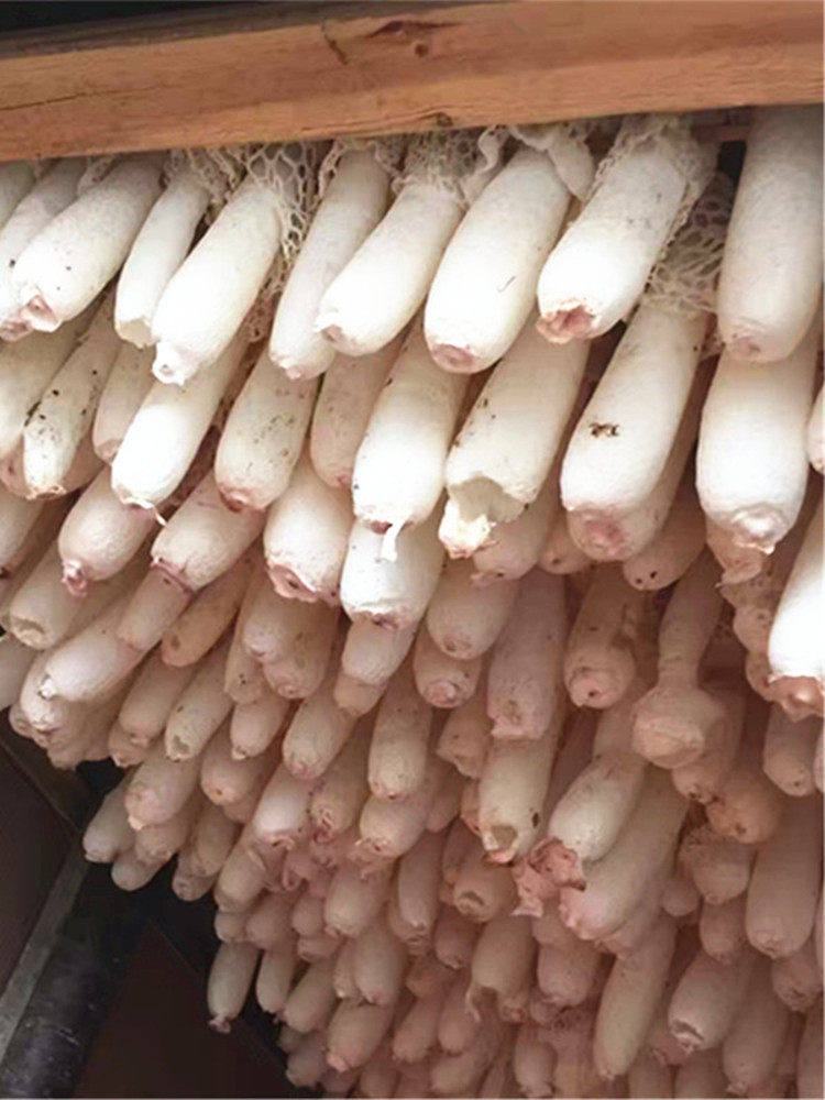 Bamboo fungus 100g2 Two Guizhou Zhijinhong dry goods premium fungus bamboo fungus imitation wild full 500g gift box