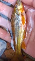 Ornamental fish grouper light lip fish cold water small fish live large medium and small unheated