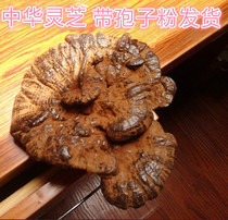 Zhejiang Tiantai Mountain semi-wild Ganoderma lucidum pruning purple Chinese herbal medicine soup good material with spore powder 500g