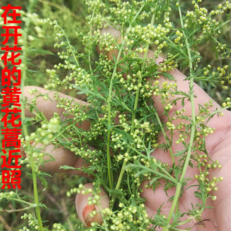 新鲜黄花蒿青蒿黄蒿黄蒿草苦蒿臭蒿婴儿泡澡捂酱豆一斤包邮