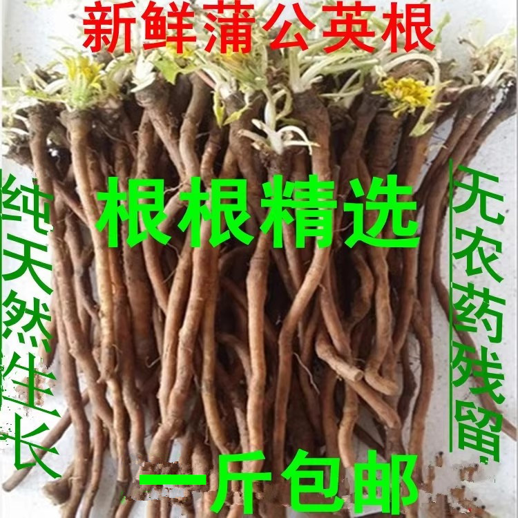 Natural Fresh Dandelion Roots, New Yellow Flower Seedlings, Pure Dandelion Root, Cooling Herbal Tea Ingredients, Free Shipping Natural Fresh Dandelion Roots, New Yellow Flower Seedlings, Pure Dandelion Root, Cooling Herbal Tea Ingredients, Free Shipping
