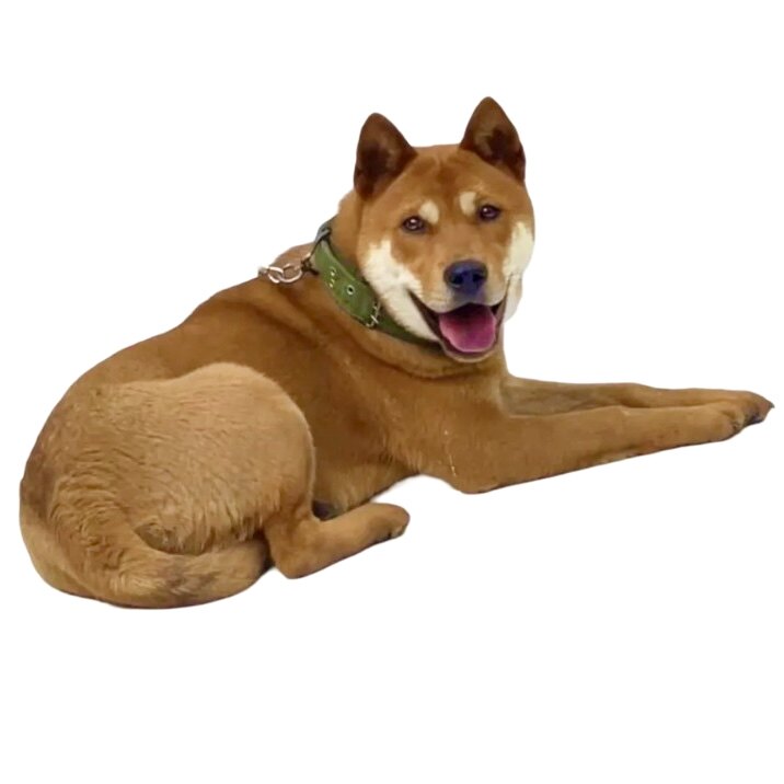 田园犬贵州土猎