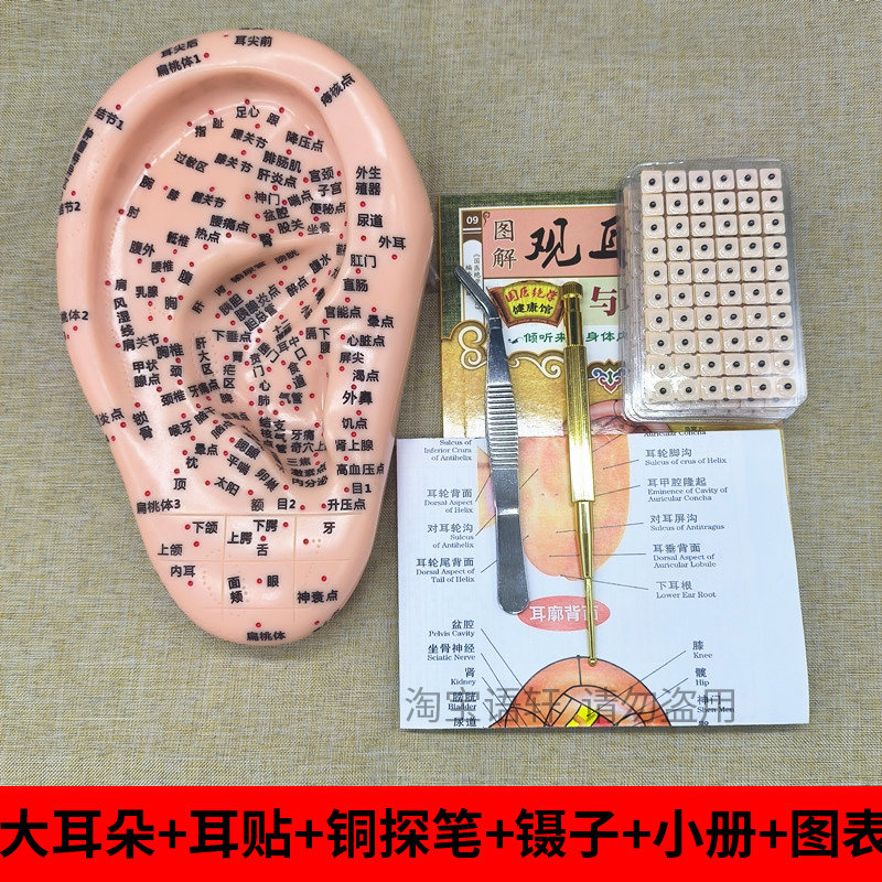 19cm大号贴耳穴模型套餐耳朵套装耳贴探笔镊子耳豆贴中医耳模彩图
