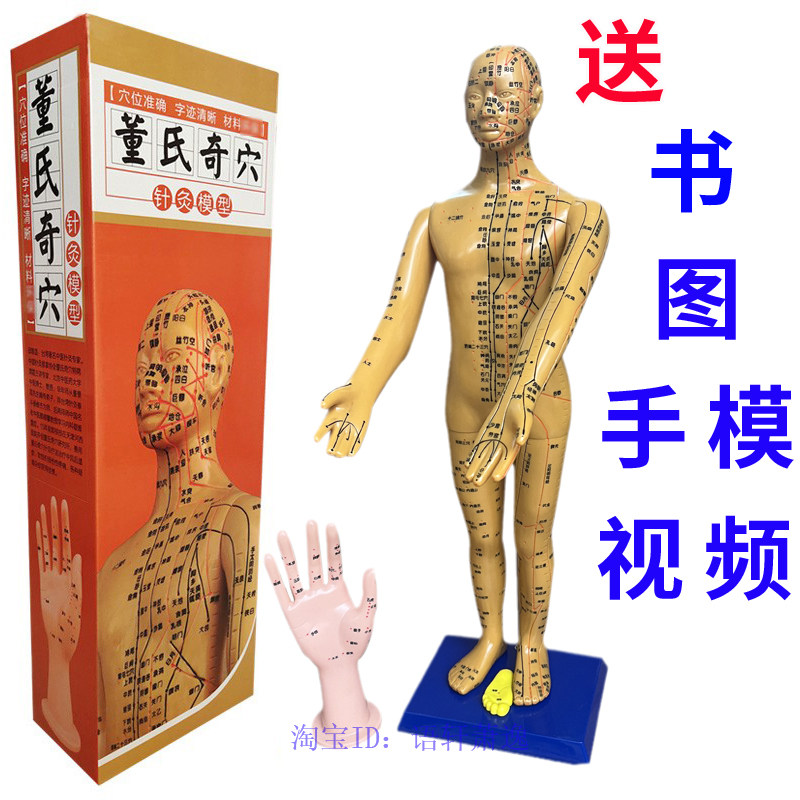 董氏奇穴针灸人体穴位模型全身十二经络图中医教学培训专用模拟人