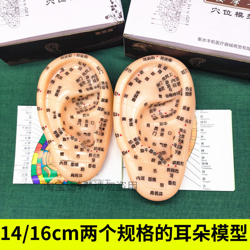 耳贴耳穴贴耳穴压豆贴耳朵穴位模型按摩反射区耳穴模具探穴笔行籽