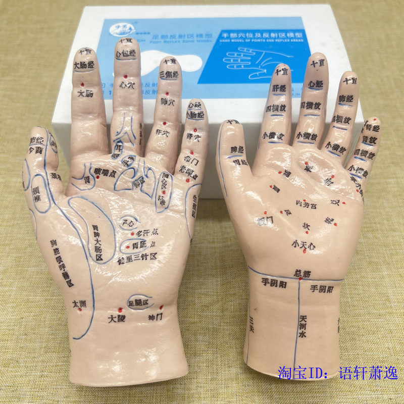 15cm中界经络通牌手掌穴位模型小儿特定穴位推拿成人反射区按摩穴