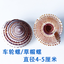 Clearance natural conch shell ornaments Big straw hat snail fish tank floor Home wall decoration creative jewelry
