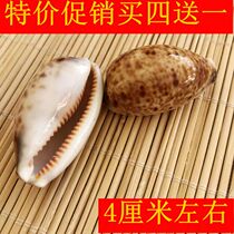 Natural conch shell crafts ornaments Star spotted treasure snail aquarium Creative home decoration shooting props diy