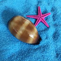 Value-added natural conch shell wine barrel treasure snail fish tank Landscaping platform Mediterranean home wall decoration send fish friends