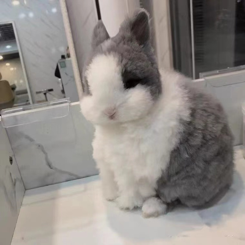 Angola Rabbit living cover Cat Cat Rabbit Long Hair Grey White Dau Chowi Rabbit Tea Cup Rabbit