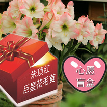 618 ex-gratia Zhu Top Red Superstar Flower Maos Blind Box