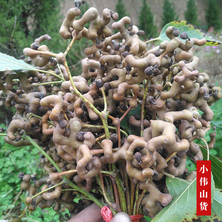 云南野生拐枣,万寿果的秘密,尝鲜泡酒两不误!🍂🍃-枣-淘宝百科网