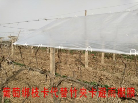 Nông nghiệp móc móc nhà kính kiwi trái cây buộc chi nhánh clip gắn khóa móc khóa máy làm vườn cung cấp đóng gói - Nguồn cung cấp vườn dụng cụ làm cỏ vườn