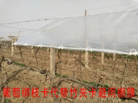 Nông nghiệp móc móc nhà kính kiwi trái cây buộc chi nhánh clip gắn khóa móc khóa máy làm vườn cung cấp đóng gói - Nguồn cung cấp vườn vòi tưới cây