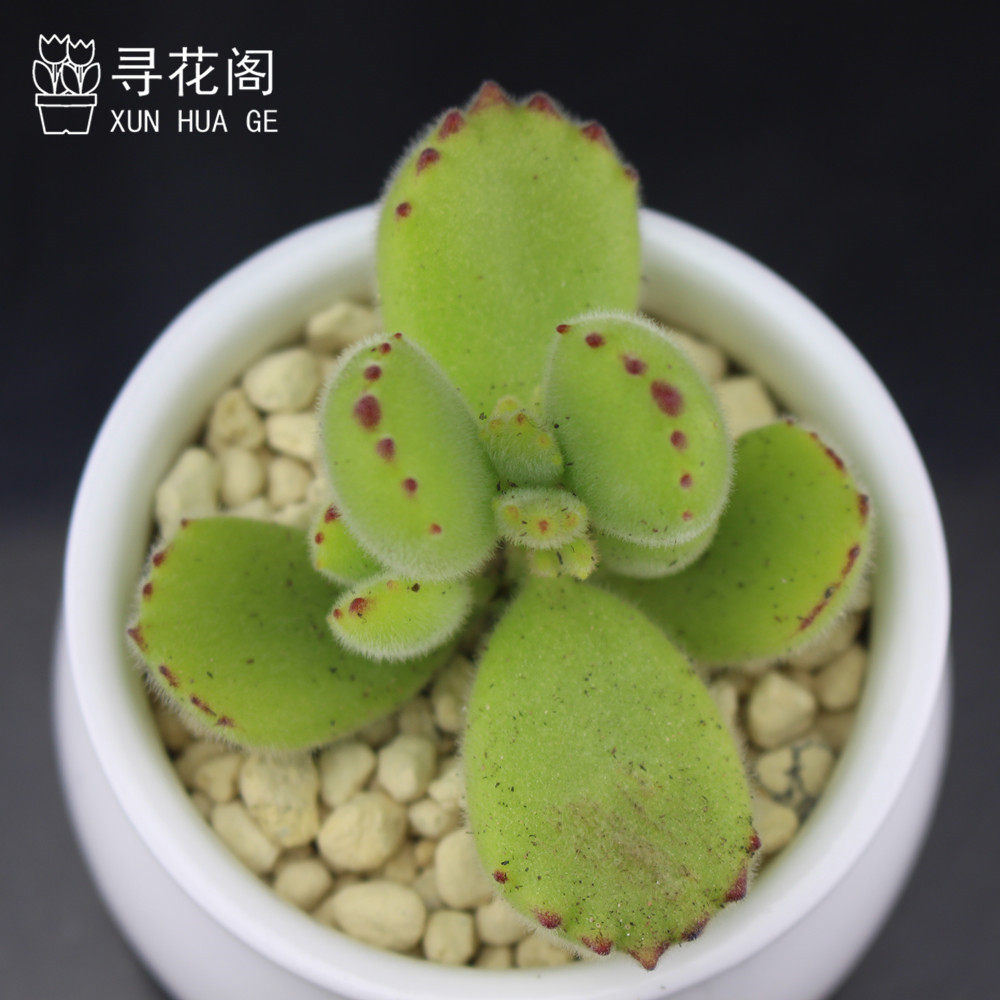 ������ֲ���辰