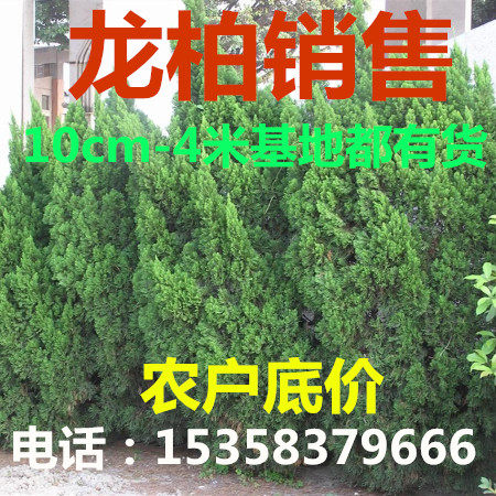 Long cypress seedlings Long cypress saplings Qingming pine and cypress dragon cypress saplings Xiaolong cypress hedges greening cemetery four seasons green
