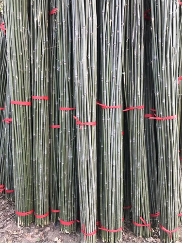 Толстый маленький бамбуко -полюсной овощной овощные виноградные виноградные лозы бамбука