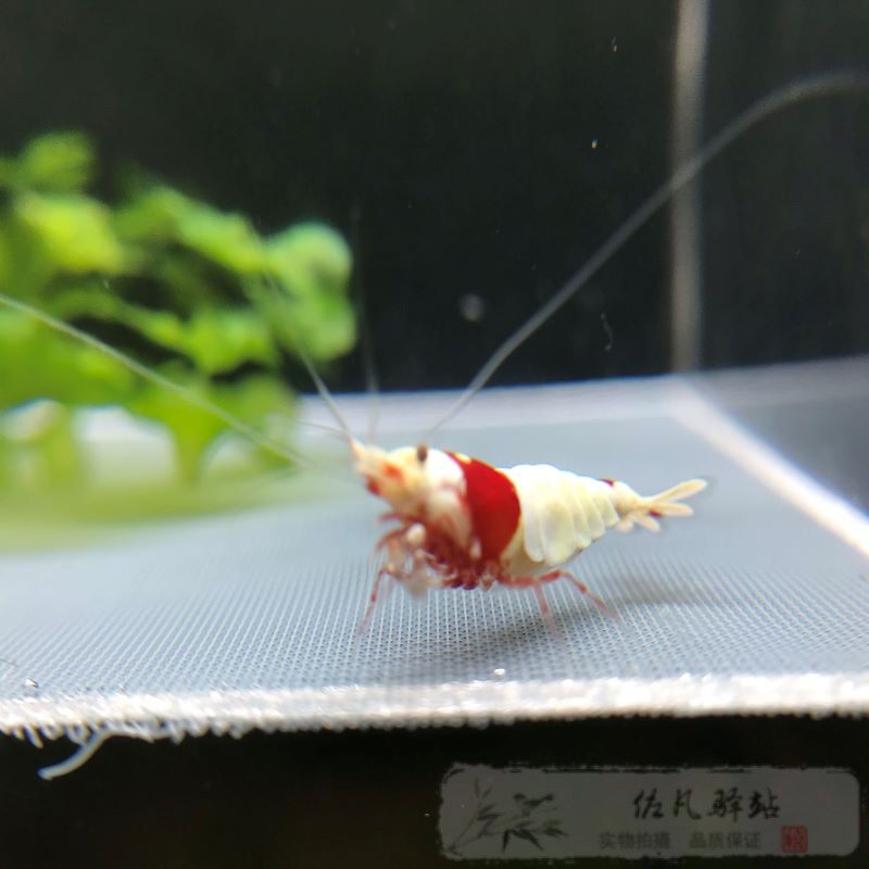 Crystal shrimps red and white crystal shrimp system Remain class