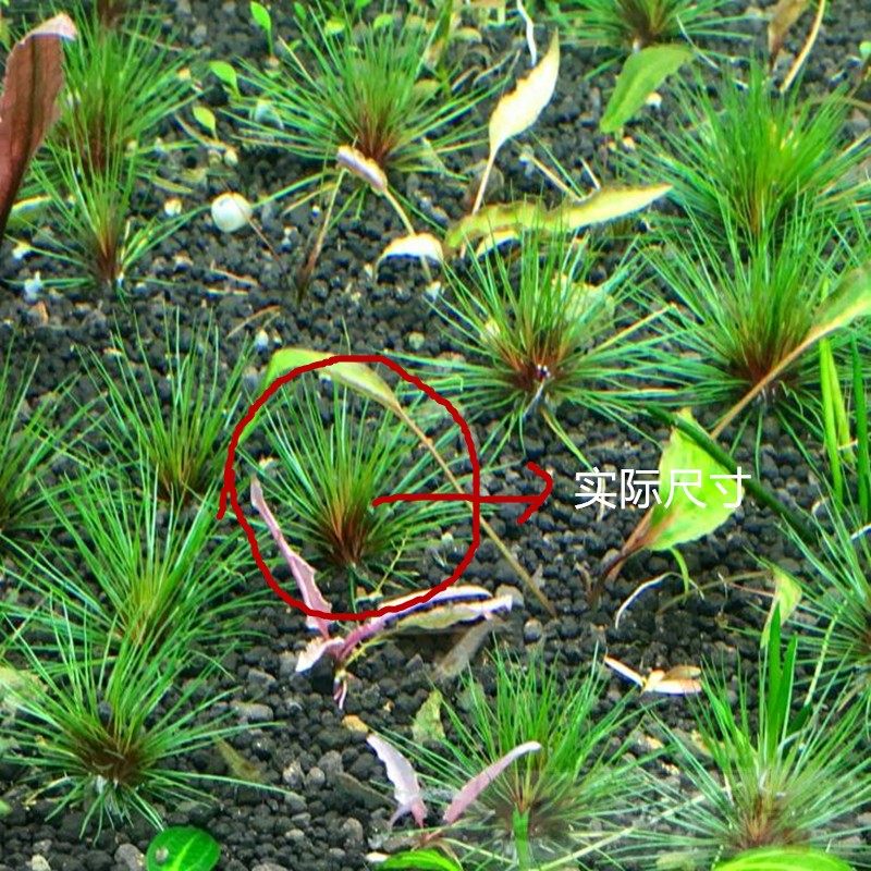 Spit Blood Valley Essence Spit Blood Ancient Essence Underwater Breeding Special