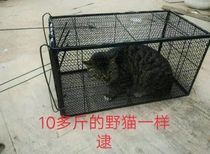 2019 Catch Cat Seminal Crypto Type Cat Cage New new items Increase number of simple kitty looks good night owl