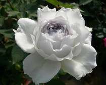 Yard plant Japanese Gabriel Archangel fragrance Gabriel Archangel European rose White Inner Purple