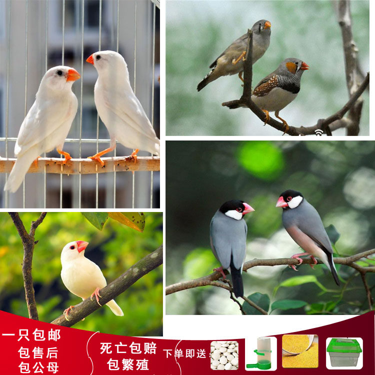 Nanny Bird Ten Sisters Colorful Wenbird Golden Back Gray White Wenbird Gray White Pearl Hand Raising Egg Ornamental Bird Live Bird