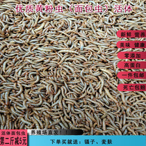 Bread worm live mealworm barley worm parrot arowana starling turtle bird feed live feed insect fishing