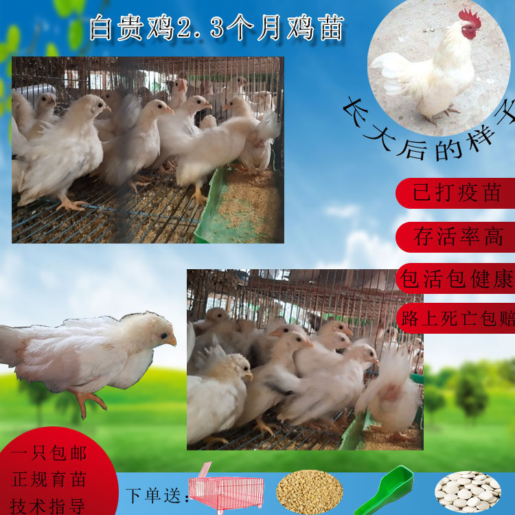 Yuanbao chicken live Yuanbao chicken egg boutique Yuanbao chicken short-legged ornamental chicken package live chicken live pet chicken