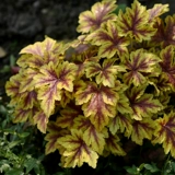 Сад Хайди противостоять четырем сезонам саженцев из листьев