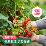 海蒂的花园 Саженцы клубники, сливки, саженцы клубничной пещеры, клубничные сады, хорошие фрукты, большие фрукты, большие семьи, балкон легко жить