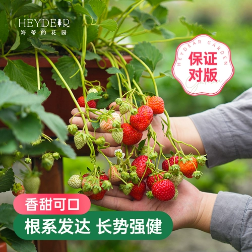 海蒂的花园 Саженцы клубники, сливки, саженцы клубничной пещеры, клубничные сады, хорошие фрукты, большие фрукты, большие семьи, балкон легко жить