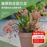 海蒂的花园 Венсин орхидея с цветами крытая орхидея Большая табличная орхидея