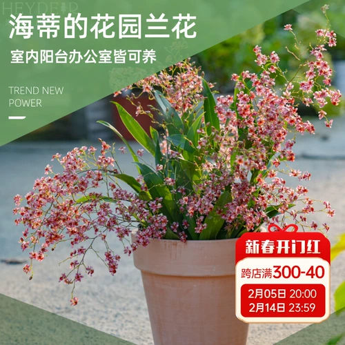 海蒂的花园 Венсин орхидея с цветами крытая орхидея Большая табличная орхидея