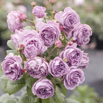 Heidis garden micro-Blue shrub plump rose flowers multi-season flowering disease-resistant balcony potted flower plants