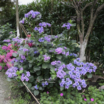 Heidis Garden Fairy Pupil Large Flower Hydrangea Good to Feed New Variety Super Beautiful Balcony Garden Flower Potted Seedlings