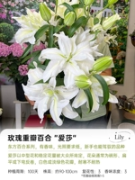 [Dental Petal Oriental] Айша 15/17 (3 гола)