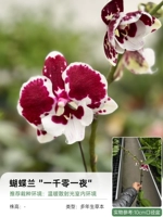 【Фара орхидея】 1 001 ночь (одиночный цветочный меч) 10см бассейн