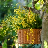 海蒂的花园 Венсин орхидея с цветами крытая орхидея Большая табличная орхидея