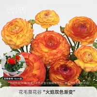 Двухцветный, градиент, 14см