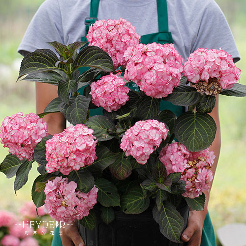 Heidi S Garden Endless Summer Flower Hand Bow And So On Sea Mother Garden Endless Summer Flower Hand Bow