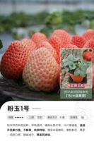 [Spot] Fanyu № 1 15 см горшок