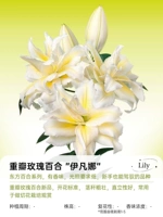 [Dental Petal Oriental] Ивана 13/15 (3 гола)