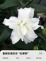 [Dental Petal Oriental] Ламана 19/21 (3 гола)